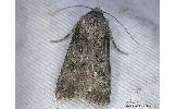 Agrotis Agrotis