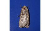 Agrotis Agrotis