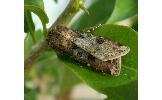 Agrotis segetum