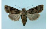 Agrotis Agrotis