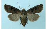 Agrotis Agrotis