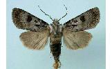 Agrotis Agrotis