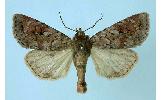 Xestia albuncula