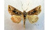 Autographa buraetica