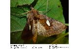 Autographa excelsa