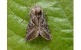 Autographa nigrisigna