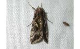 Autographa urupina