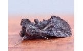 Ctenoplusia Ctenoplusia
