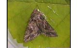 Trichoplusia ni