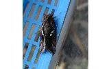 Autographa Autographa