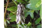 Autographa nigrisigna