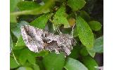 Autographa nigrisigna