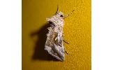 Autographa nigrisigna