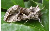 Autographa nigrisigna