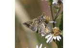Ctenoplusia Ctenoplusia