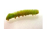 Daseochaeta viridis