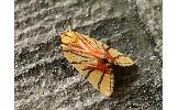 Camptoloma interioratum