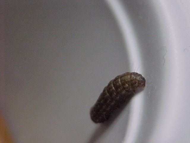 幼虫写真1