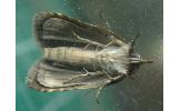 Nycteola costalis