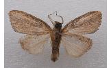 Sarbena ustipennis