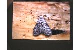 Manoba microphasma
