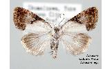 Nolathripa lactaria