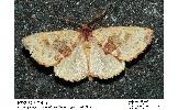 Himeropteryx miraculosa