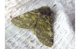 Gluphisia Gluphisia