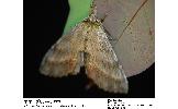 Pterostoma Pterostoma