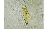 Torigea straminea