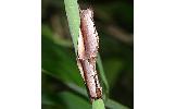 Togepteryx velutina