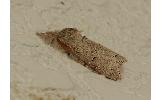 Cnethodonta grisescens grisescens