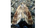 Lophontosia Lophontosia