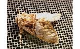 Phalerodonta Phalerodonta