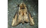 Hexafrenum Hexafrenum