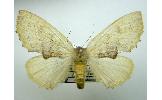 Himeropteryx miraculosa
