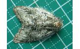 Syntypistis pryeri