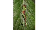 Furcula bicuspis