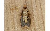Periacma delegata