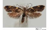 Periacma sp.