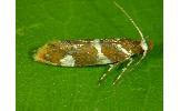 Promalactis Promalactis