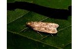 Martyringa ussuriella