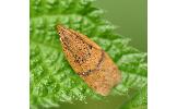 Cryptolechia malacobyrsa