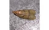 Cryptolechia malacobyrsa