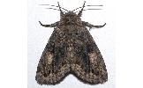 Anacronicta Anacronicta