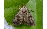 Anacronicta Anacronicta