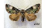 Anacronicta Anacronicta