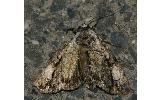 Anacronicta Anacronicta