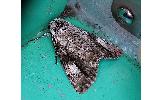 Anacronicta Anacronicta