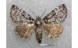 Anacronicta plumbea